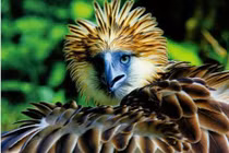 Loài chim khổng lồ giết khỉ tàn bạo, biểu tượng của một quốc gia