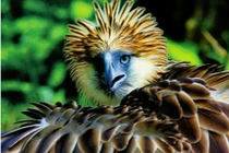 Loài chim khổng lồ giết khỉ tàn bạo, biểu tượng của một quốc gia