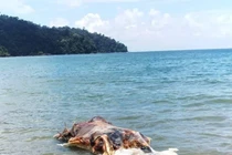 Chấn động sinh vật kỳ dị như “xuyên không” dạt vào bờ biển