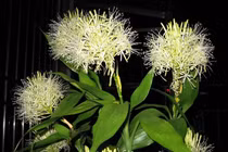 Loài cây cảnh hiếm khi nở hoa, chỉ nở khi có điềm báo