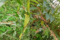 Gần 500 ha cây trồng bị châu chấu lưng vàng gây hại ở Cao Bằng