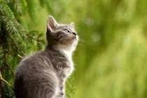 Chúc mừng 4 tuổi phát tài nhất tháng 10, đếm tiền không kịp