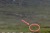 Hoang mang sinh vật lạ bất ngờ xuất hiện trong phim tài liệu