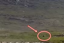 Hoang mang sinh vật lạ bất ngờ xuất hiện trong phim tài liệu