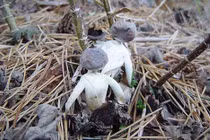 Lạnh gáy loài nấm độc giống hệt 'hình nhân thế mạng'