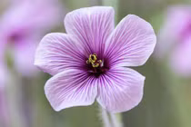 Ai sinh ngày Âm lịch này, tháng 9 Âm tiền của dồi dào