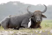 Thiện đức trời thương, Tháng Chạp 3 tuổi hốt lộc lớn, thưởng Tết to