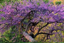 Loài cây đặc biệt giúp đổi vận tình duyên, hạnh phúc viên mãn