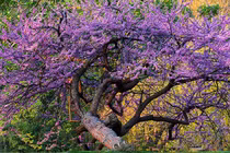 Loài cây đặc biệt giúp đổi vận tình duyên, hạnh phúc viên mãn