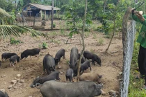 Bội thu nhờ nuôi heo đặc sản cho ăn củ sắn, rau lang