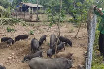 Bội thu nhờ nuôi heo đặc sản cho ăn củ sắn, rau lang