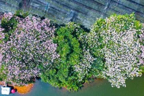 Mê đắm kèn hồng khoe sắc trên cung đường Bảo Lộc