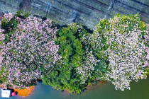 Mê đắm kèn hồng khoe sắc trên cung đường Bảo Lộc