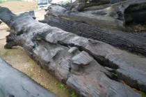 Đào được cây gỗ quý 3.000 tuổi, hiện trường lập tức phong tỏa