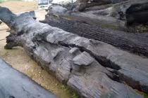 Đào được cây gỗ quý 3.000 tuổi, hiện trường lập tức phong tỏa