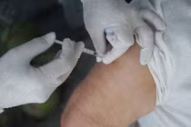  Biến chủng BA.4, BA.5 của Omicron đã xuất hiện tại TP HCM