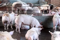 Gần trăm con heo “ăn chất cấm” đội lốt VietGap suýt lọt Vissan