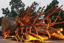 Tài xế chở cây cổ thụ "khủng" lọt chốt CSGT bằng cách nào?