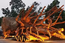 Tài xế chở cây cổ thụ "khủng" lọt chốt CSGT bằng cách nào?