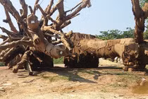 Lý do gì phải canh giữ 24/24 cây cổ thụ "khủng" thứ ba?