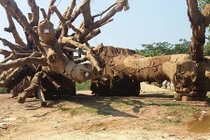 Lý do gì phải canh giữ 24/24 cây cổ thụ "khủng" thứ ba?