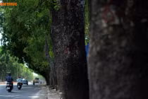 Ngày mai, chặt hạ hơn 1.000 cây xanh trên đường Phạm Văn Đồng