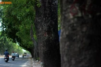 Ngày mai, chặt hạ hơn 1.000 cây xanh trên đường Phạm Văn Đồng
