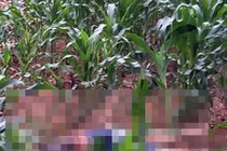 Tình tiết bất ngờ vụ nam thanh niên bị đánh chết ở ruộng ngô