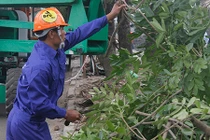 Cận cảnh chặt hạ, di chuyển cây xanh trên đường Phạm Văn Đồng 