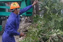 Cận cảnh chặt hạ, di chuyển cây xanh trên đường Phạm Văn Đồng 