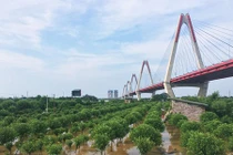 Hà Nội ngập lụt: Dân méo mặt vì đào Nhật Tân chìm trong lũ