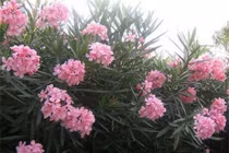 Những loại hoa đẹp vô cùng nhưng ẩn chứa chất độc gây chết người