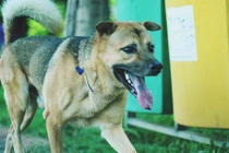 Ảnh: Chó nuôi chạy long nhong không rọ mõm trước giờ G