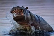 Lý giải chuyện hà mã dưới nước cả ngày vẫn không biết bơi