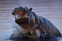 Lý giải chuyện hà mã dưới nước cả ngày vẫn không biết bơi