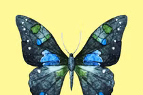 Loài bướm bạn chọn tiết lộ nhiều điều ẩn giấu trong tính cách