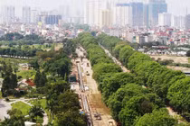 Ngắm hàng cây xanh mướt trên đường Phạm Văn Đồng trước khi chặt hạ