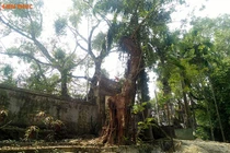 Thông tin bất ngờ về việc chặt hạ cây sưa 100 tỷ ở Hà Nội