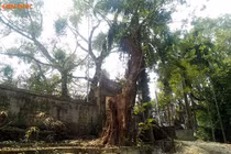 Thông tin bất ngờ về việc chặt hạ cây sưa 100 tỷ ở Hà Nội