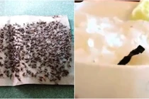 Người dân xã Đồng Lương bao giờ hết khốn khổ vì gia cầm Hòa Phát xả thải?