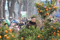 Chiều 29 Tết, hàng quất đào Tết "vừa bán vừa cho", dân ùn ùn mua