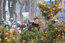 Chiều 29 Tết, hàng quất đào Tết "vừa bán vừa cho", dân ùn ùn mua