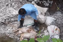 Phát hoảng hàng chục bao tải xác lợn chết vứt cạnh sông Lam