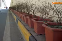 Ảnh: Chậu hoa vỡ nhếch nhác trong hầm chui tiền tỉ ở Hà Nội