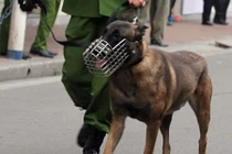 Cảnh khuyển được huy động đảm bảo an ninh trước trận Việt Nam - Campuchia 