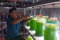 Chuyện lạ Thái Bình, chế ngàn lít nước xanh lè, rót bán hàng tỷ đồng