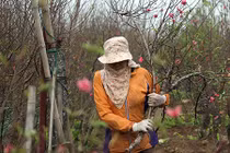 Ảnh: Người dân hối hả đến làng Nhật Tân mua đào, đem ra chợ bán