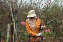 Ảnh: Người dân hối hả đến làng Nhật Tân mua đào, đem ra chợ bán