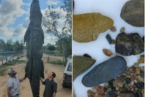 Mổ bụng cá sấu khổng lồ, bàng hoàng nhìn thứ bên trong