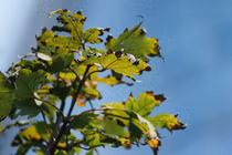 Hàng cây phong lá đỏ vẫn xanh giữa mùa thu Hà Nội 